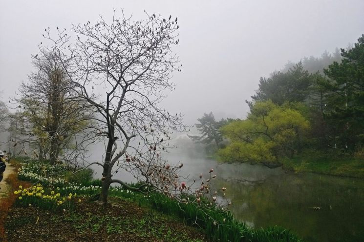 천리포수목원의 목련이 개화한 봄 풍경