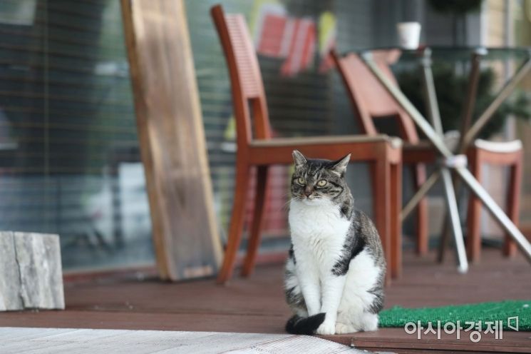 [포토]'손님은 언제 오냐옹?' 