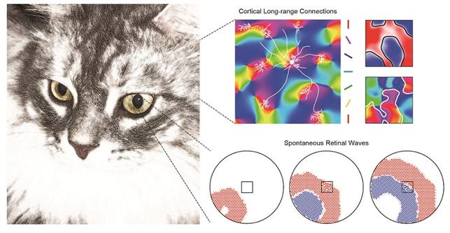 망막 신경 파동이 시각 피질의 기능성 회로 구조를 형성하는 발달 모델