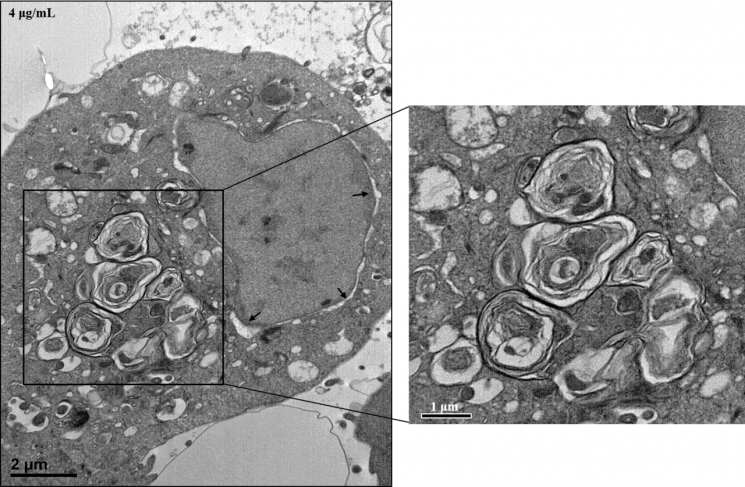 사람 기관지 상피세포에서 발생된 라멜라 구조
