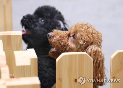 "반려동물과 함께 즐겨요" '펫캉스' 떠나는 반려인들 [김수완의 동물리포트]