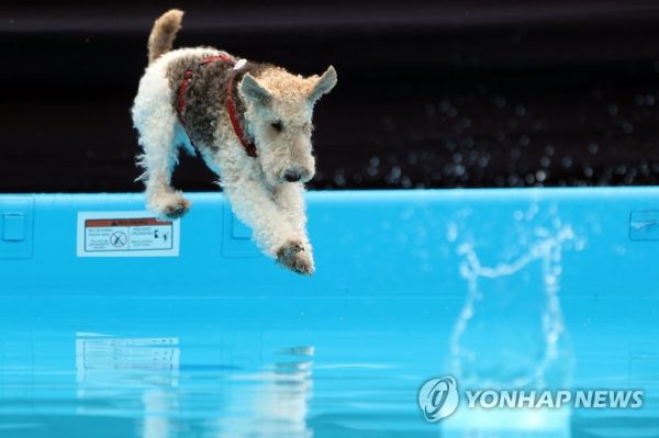 "반려동물과 함께 즐겨요" '펫캉스' 떠나는 반려인들 [김수완의 동물리포트]