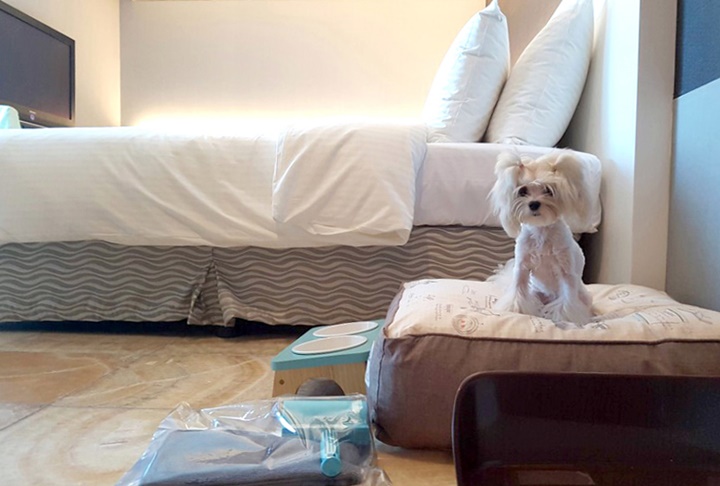 "반려동물과 함께 즐겨요" '펫캉스' 떠나는 반려인들 [김수완의 동물리포트]