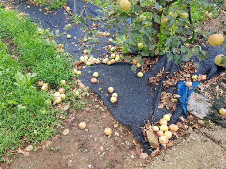 곡성군 농민들, 농작물 재해보험 장마 피해도 보상 한 목소리