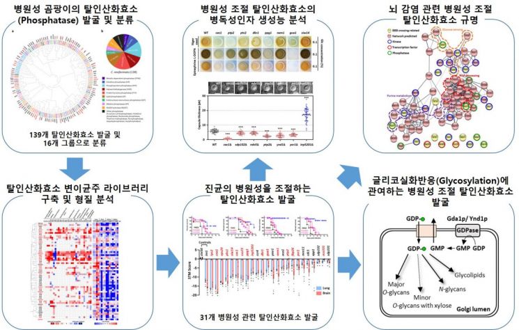 연세대 반용선 교수팀, 곰팡이 감염증 조절 탈인산화효소 대량 발굴