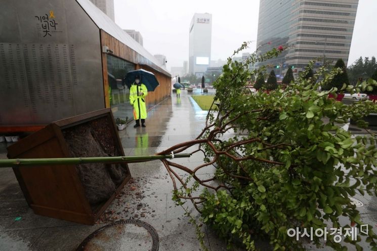 제9호 태풍 '마이삭'의 영향으로 비바람이 분 3일 서울 광화문광장에서 나무가 쓰러져 있다. /문호남 기자 munonam@