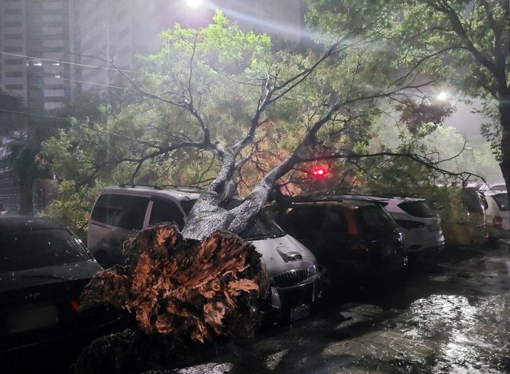3일 오전 대구 달서구 도원동 일대 가로수가 태풍 마이삭의 강풍으로 쓰러져 있다. [이미지출처=연합뉴스]