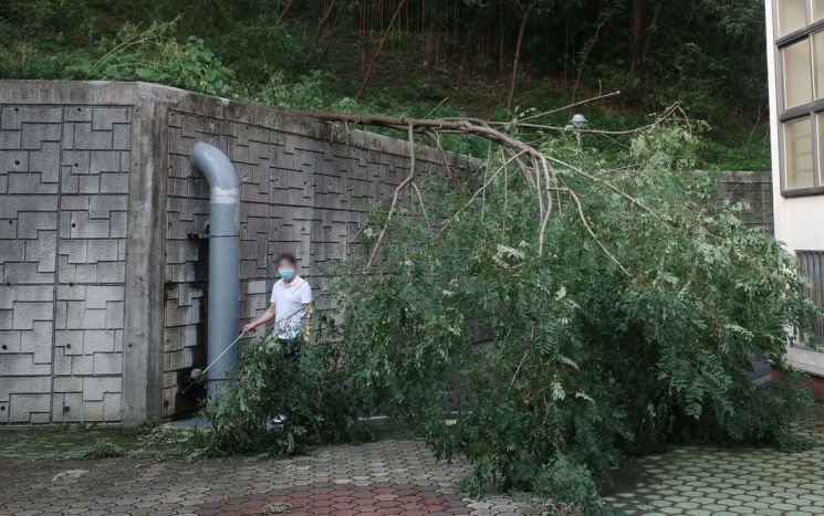3일 오후 경남 창원시 창원대학교 교정에 태풍 '마이삭' 영향을 받은 나무 한그루가 쓰러져 있다. [이미지출처=연합뉴스]