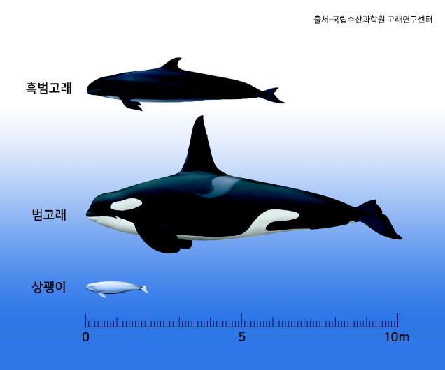 "흑범고래 200여마리 떼지어 이동"…국내 첫 포착 
