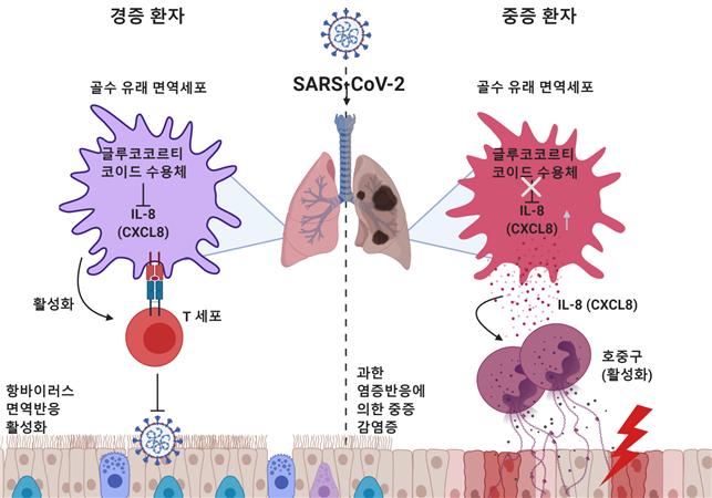 경증 환자들은 코로나19 감염에 의해 정상적으로 T 세포 매개의 면역반응이 일어난다. 글루코코르티코이드 수용체의 높은 발현으로 CXCL8의 발현이 억제돼 호중구 유입이 조절받고 있는 것이다. 반면, 글루코코르티코이드 수용체 발현이 낮은 중증 환자들은 CXCL8의 발현이 높아져 호중구의 유입이 증가한다. 호중구의 과도한 염증성 반응에 의해 폐 조직 상피세포들이 손상을 입고 심한 호흡기 증상을 보이게 된다.