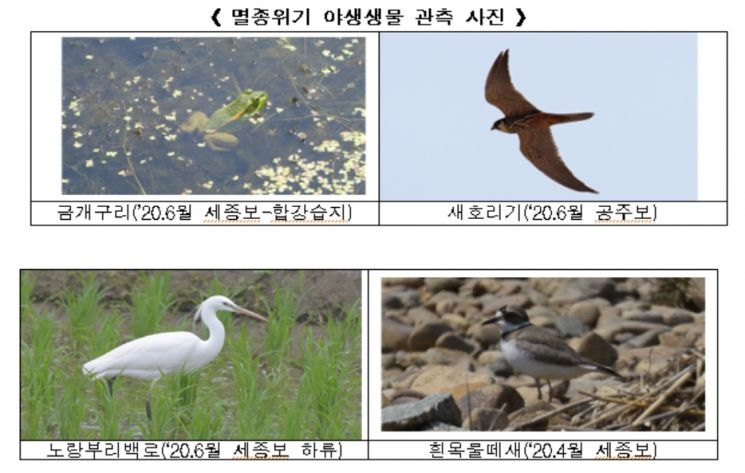 "금강 세종·공주보 개방했더니…멸종위기종 출현 등 환경 개선" 
