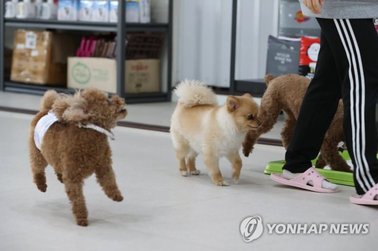 지난 3월 21일 대구시 동구 각산동 한 반려동물호텔에서 반려견이 사람 뒤를 쫓고 있다. 사진은 기사 중 특정표현과 무관. 사진=연합뉴스
