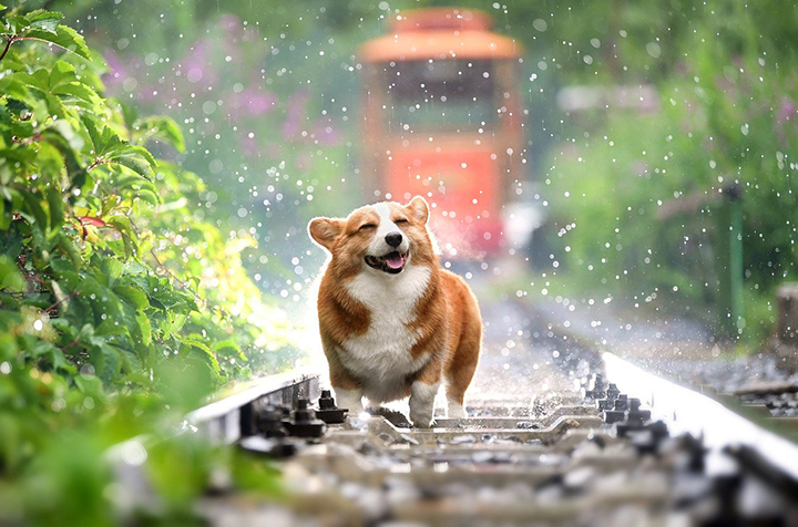 사진 속 행복하게 뛰어노는 강아지 표정만큼이나 모두에게 웃음이 가득하길 바란다.