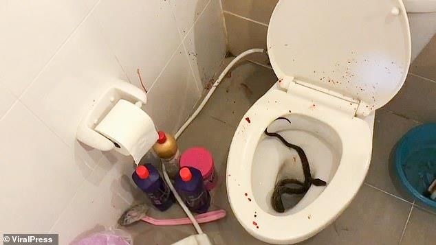 태국의 한 가정집 2층 화장실에 침입한 뱀. 사진=태국 바이럴 프레스 캡처.