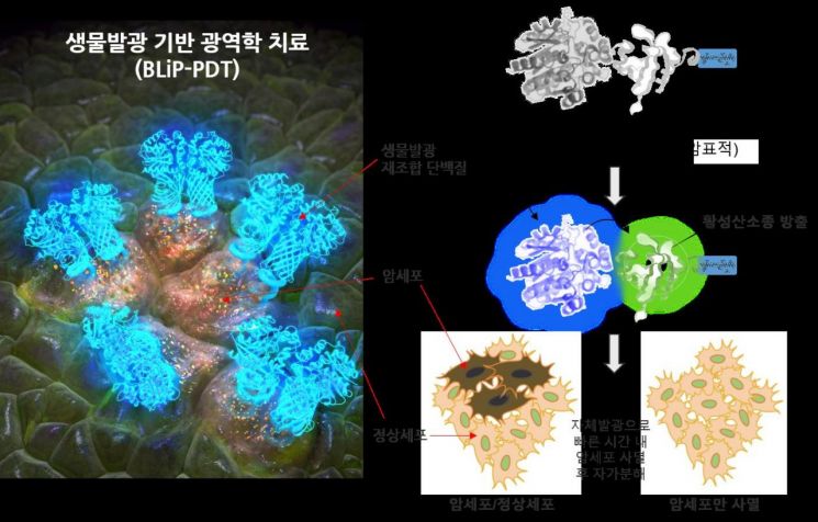 생물발광현상을 이용한 암세포의 광역학적 치료법 모식도