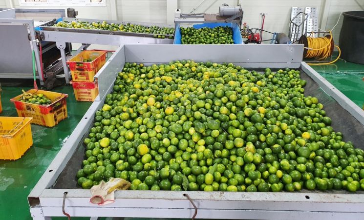 덜 익은 제주감귤 56t, 강제 착색해 유통하려다 적발