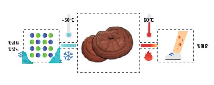  60℃ 열풍 건조 '영지버섯' 아토피 치료한다