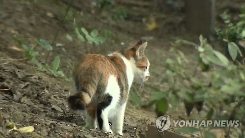 반려묘 20%는 길고양이...'냥줍', 문제없나 [김수완의 동물리포트]