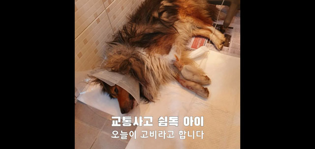 유기견보호소에 구조된 셔틀랜드 쉽독. 사진=SNS 캡처.