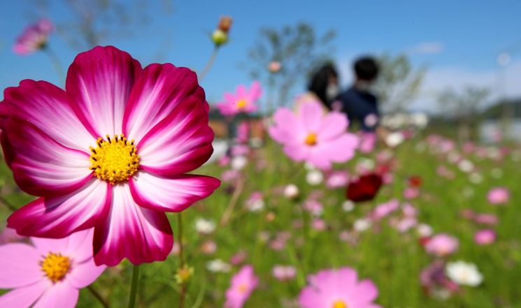 산청IC 축제광장에 피기 시작한 코스모스 (사진=산청군)