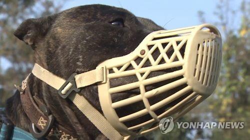Dangerous dog. Stock photo. Not related to specific expressions in the article. [Image source=Yonhap News]