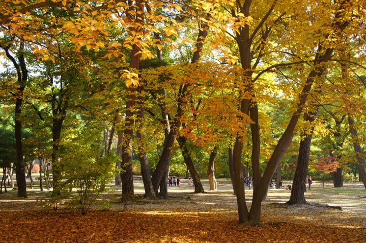 동구릉·광릉 등 조선왕릉 숲길 여덟 곳 개방