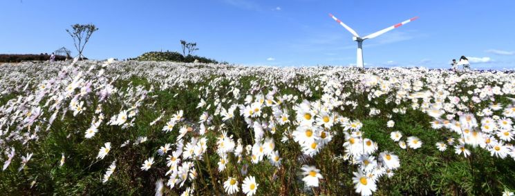 거창 감악산 정상부근에 만개한 구절초가 가을바람에 살랑거리고 있다 (사진-거창군)