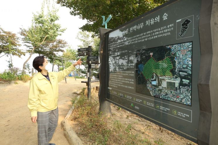 은평구, 서울시 최초 '치유의 숲' 편백나무 힐링숲 조성