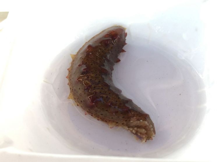 부산 기장군 해조류육종융합연구센터 종자배양동에서 생산한 해삼종자.