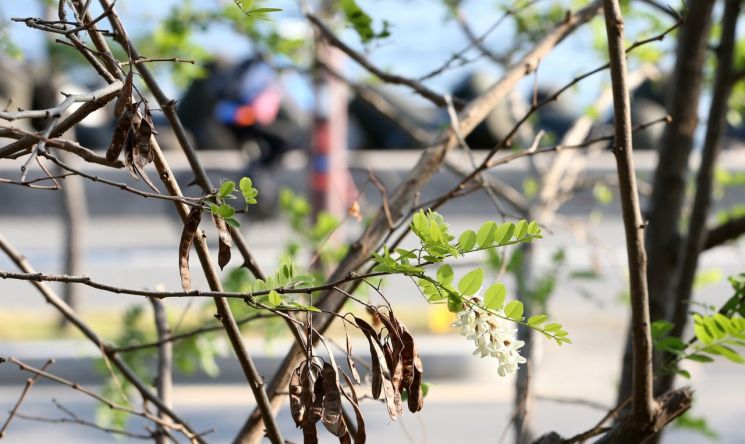 경북 포항시 일대 바닷가 주변으로 아까시나무 꽃이 피어 있다. 산림청 안팎에서는 그간 아까시나무 꽃의 개화시기를 즈음해 산불 발생 빈도가 줄어드는 것으로 분석했다. 5~6월 나뭇잎이 돋아나면서부터는 산불이 발생하더라도 불길이 확산하는 게 상대적으로 더디다는 이유에서였다. 하지만 최근에는 이러한 통설이 무색할 만큼, 이 시기 산불 발생 빈도가 늘고 대형 산불마저 발생하는 상황이다. 사진=연합뉴스
