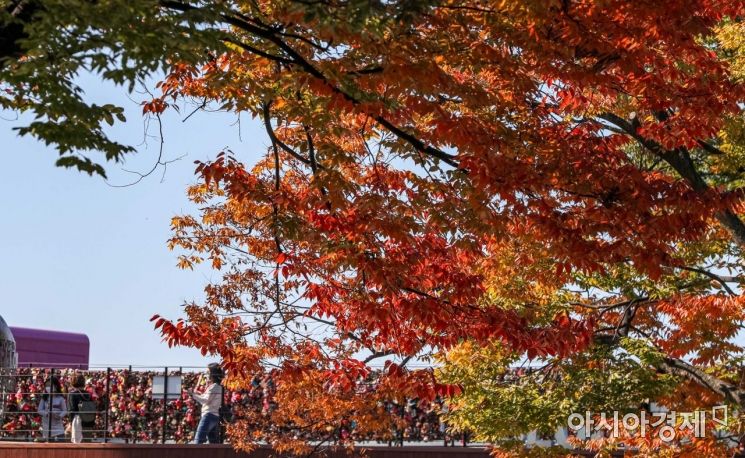 [포토]붉게 물든 단풍