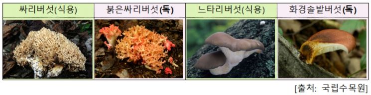 가을철 산행길, 야생버섯 절대 먹지 마세요!