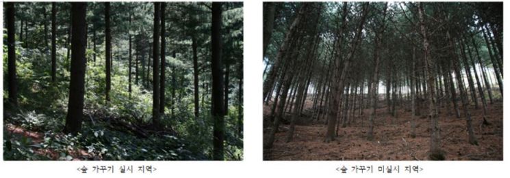 숲 가꾸기가 이뤄진 숲(좌)에서 하층식생이 군락을 이뤄 자생하고 있다. 반면 숲 가꾸기가 이뤄지지 않은 숲(우)은 나무가 울창해진 것과 달리 하층에 식생이 자라지 않는 차이를 보인다. 산림청 국립산림과학원 제공