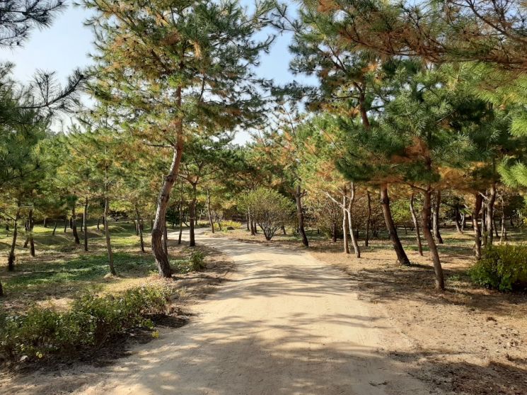 서울 의릉(소나무 산책길)
