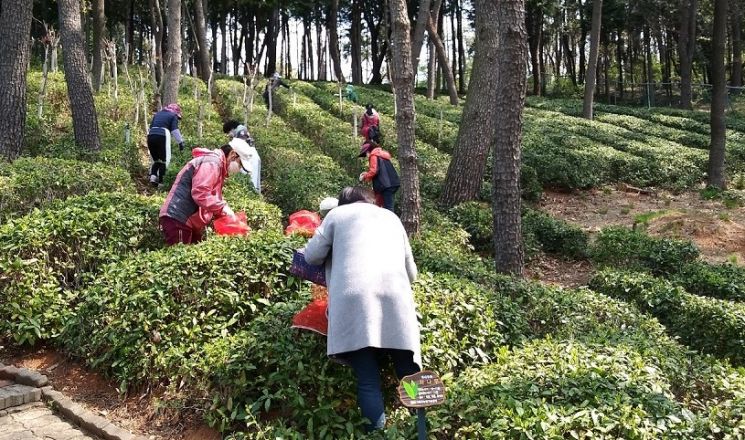 부산 기장군 차(茶)밭 군민개방 행사 … 차나무 씨앗 따기 체험  