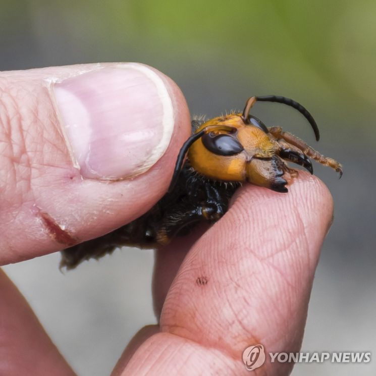 30분이면 꿀벌 3만 마리 몰살…美 '살인말벌' 둥지 발견돼