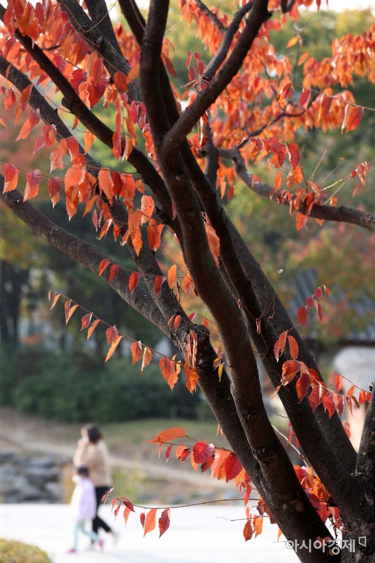 [포토]울긋불긋 가을 단풍 