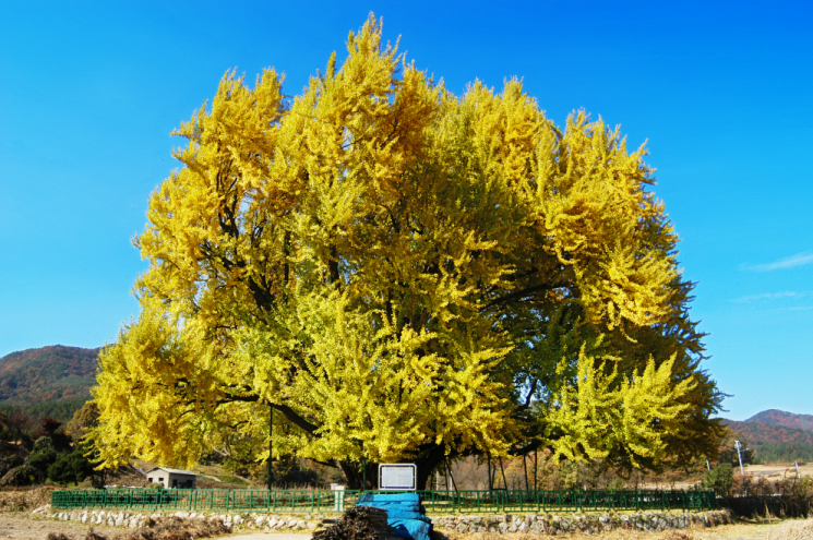 카로틴 성분이 많은 은행나무는 형광빛 노란 색으로 가을 단풍 빛깔을 올린다.