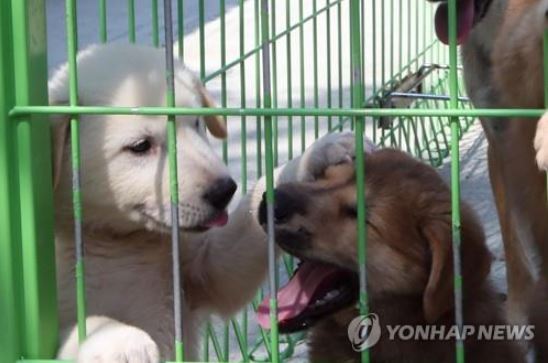 동물보호소의 유기견. 사진은 기사 중 특정 표현과 무관. [이미지출처=연합뉴스]