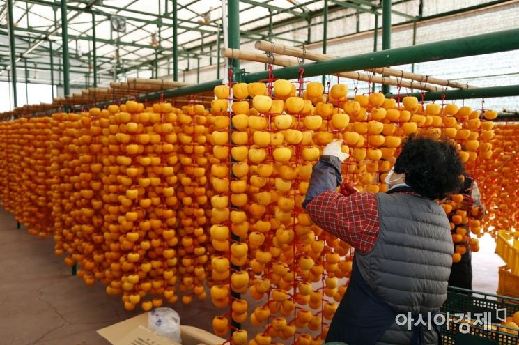 상주지역에 다시 찾아온 '신이 주신 선물' … 곶감 3600여 생산농가 '분주'