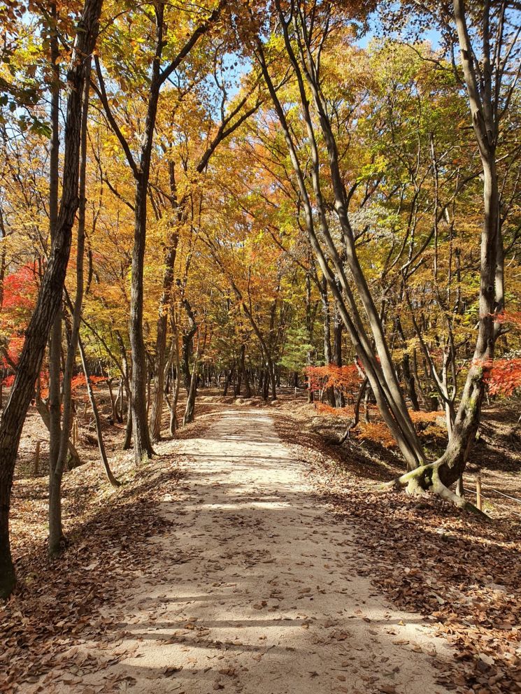동구릉 산책하며 시 낭송해요