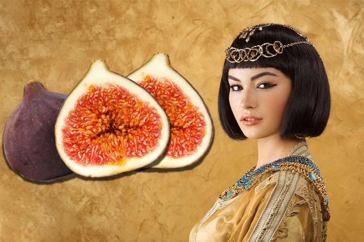 [드링킷] 여왕의 과일, 무화과 맛있게 먹는 방법