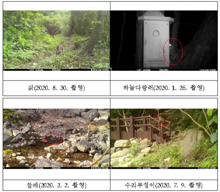 국립공원公 "무등산서 수달·독수리 등 다양한 멸종위기종 포착" 