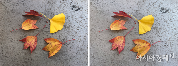 은행잎과 단풍잎을 아이폰X(왼쪽)과 아이폰12(오른쪽)으로 촬영한 사진. 전반적인 색감을 아이폰12가 좀더 잘 잡아냈다.