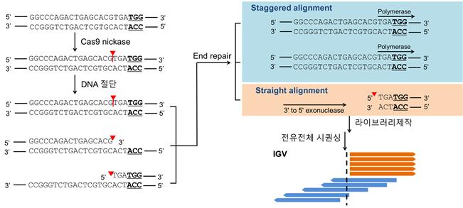 유전병 잡는 '프라임에디팅'.. 정확성 검증
