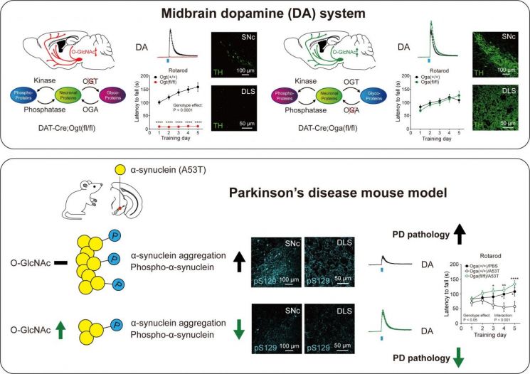 오글루넥당화(O-GlcNAcylation)가 도파민 신경세포의 생존과 기능 및 파킨슨병의 병리에 미치는 영향