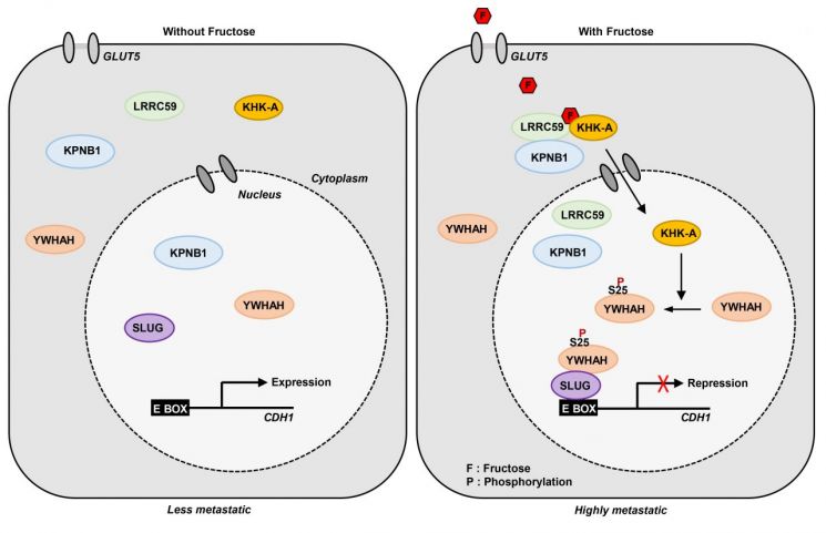 본 연구에서 규명된 'Fructose ? KHK-A - YWHAH'신호전달 체계.