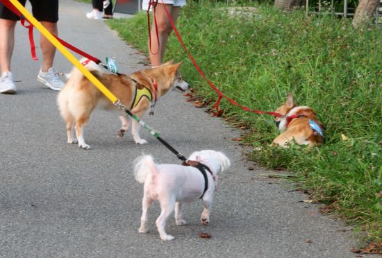 "사지말고 입양하세요" 미디어 속 펫숍 노출, 문제 없나 [김가연의 시선 비틀기]