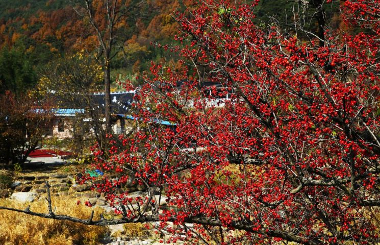 붉게 물든 구례 지리산, 산수유 열매 수확 한창