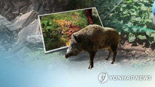 멧돼지는 농작물에도 피해를 주고 있다. 올해 들어 세종시에서 멧돼지 등으로 인한 농작물 피해 신고 건수는 35건으로 조사됐다. 사진=연합뉴스